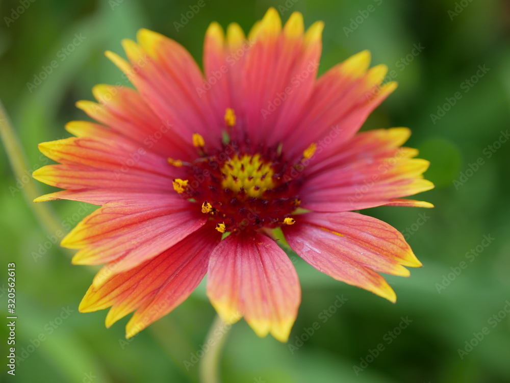 gaillardia flower closeup