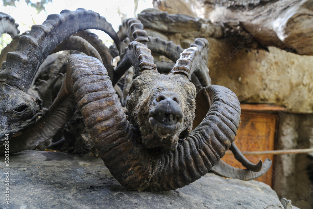Horns and skulls of sheeps marco polo and capricorns in a mazar in the Pamir mountains Horns and skulls of sheeps marco polo and capricorns in a mazar in the Pamir mountains