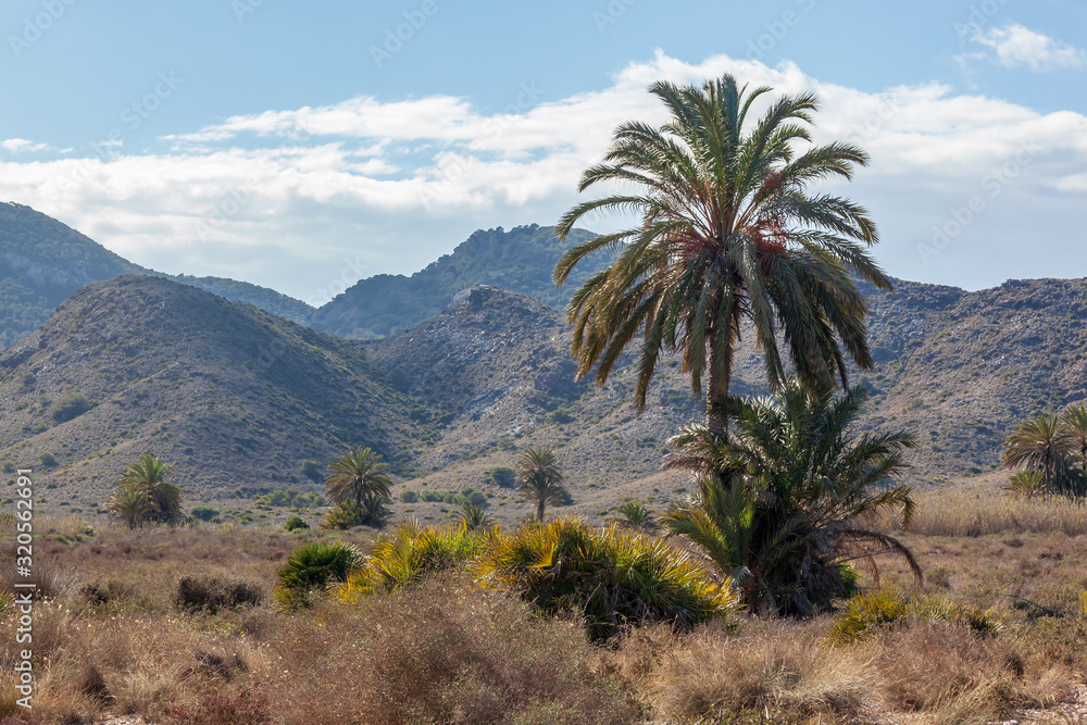 Lush vegetations and palm trees surrounded with mountains located within Calblanque Regional natural Park, Murcia, Spain