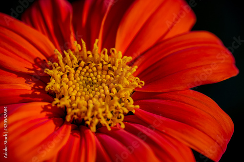 A closeup photo of a bright red and orange dahlia flower