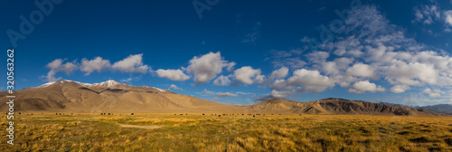Panorama of mountain pastures with wild yakas in the Pamir mountains in Tajikistan, on the border with Avganistan © nelasova