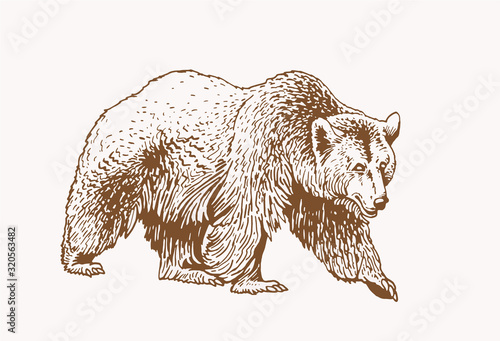 Graphical grizzly bear  ,sepia illustration,vector