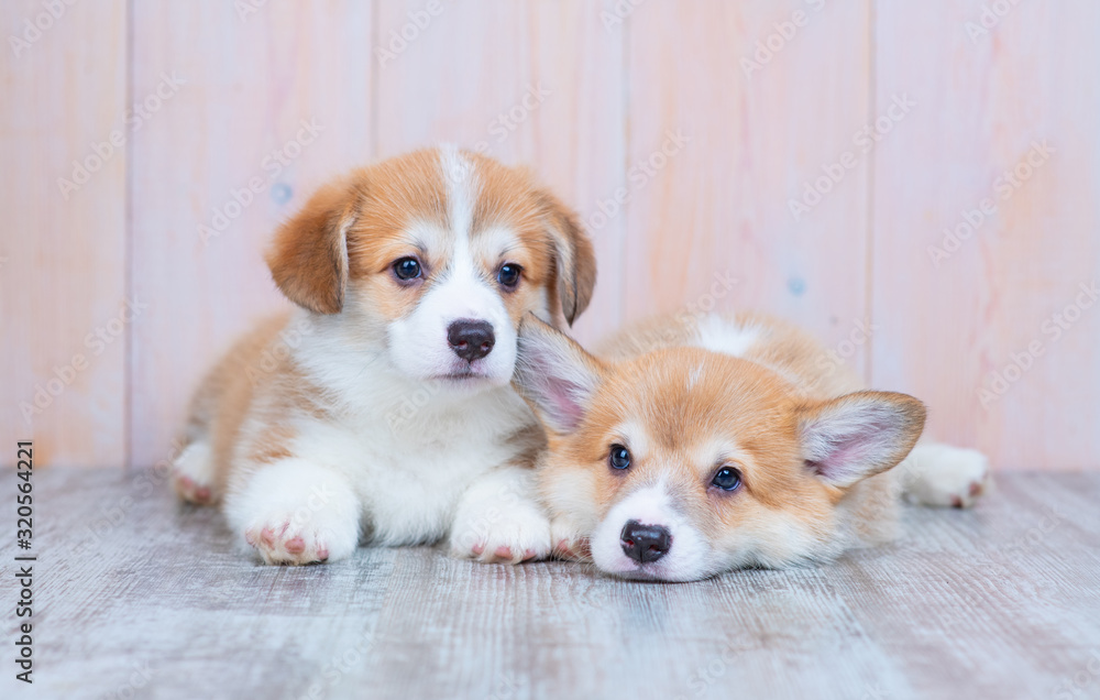 Two red corgi puppies are lying on the floor at home. Two red corgi puppies are lying on the floor at home.