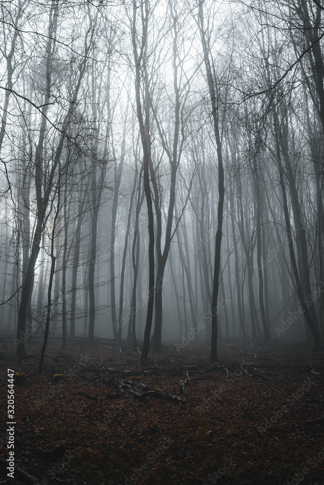 gespenstischer Wald in Nebel liegend an einem trüben Wintertag mit kargen Bäumen