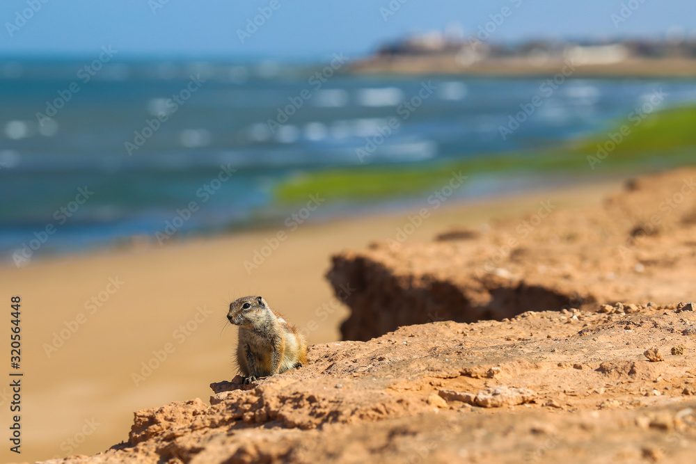 Ground squirrel close up on the background of the village