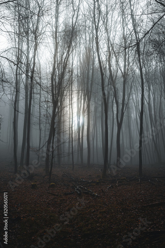 gespenstischer Wald in Nebel liegend an einem tr  ben Wintertag mit kargen B  umen