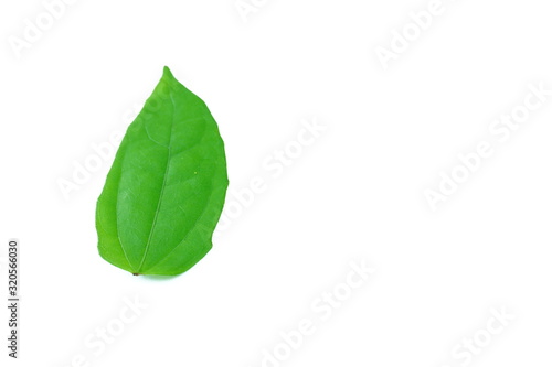 Fresh green leaves On a white background