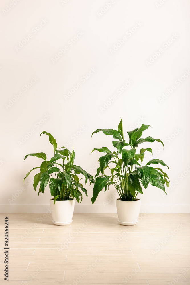 Potted flower in white interior. Plant in a white pot against the white background. Spathiphyllum in a light interior.