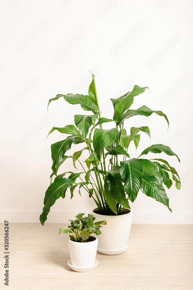 Fototapeta premium Potted flowers in white interior. Plants in white pots against the white background. Spathiphyllum and viola in a light interior.