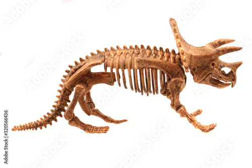 triceratops skeleton isolated
