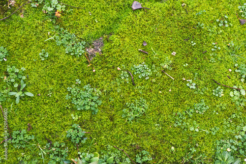 Grass and moss ground texture