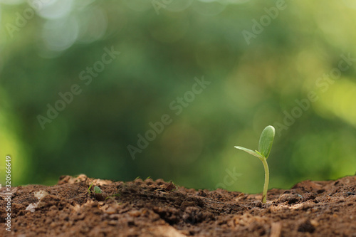 Agriculture. Growing plants. Plant seedling