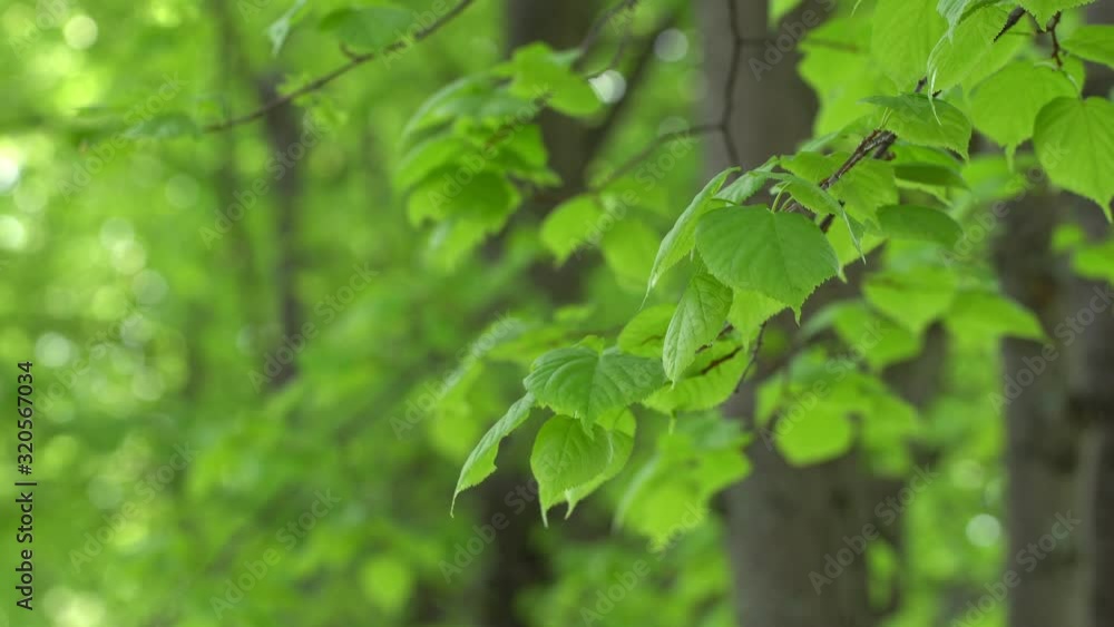 Natural tree leaves slowly swayed by wind blow. The beautiful green swaying tree leave gives relaxing & romantic feel. It waving along wind breeze. Slow motion & copy space. Green environment concept. Natural tree leaves slowly swayed by wind blow. The beautiful green swaying tree leave gives relaxing & romantic feel. It waving along wind breeze. Slow motion & copy space. Green environment concept.