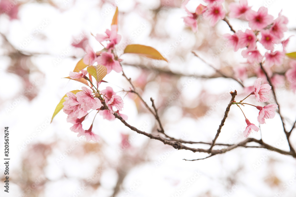 Beautiful cherry blossom or sakura in spring time over sky Beautiful cherry blossom or sakura in spring time over sky
