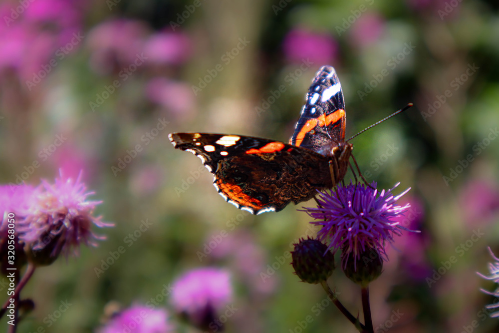 Red Admiral Butterfly on purple wildflower Red Admiral Butterfly on purple wildflower
