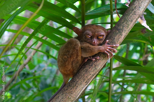 Small monkey taking a nap, Philippines Traiser photo