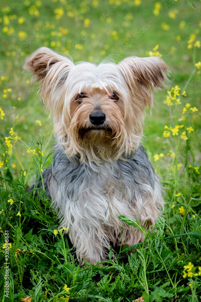 Funny small yorkshire dog Funny small yorkshire dog
