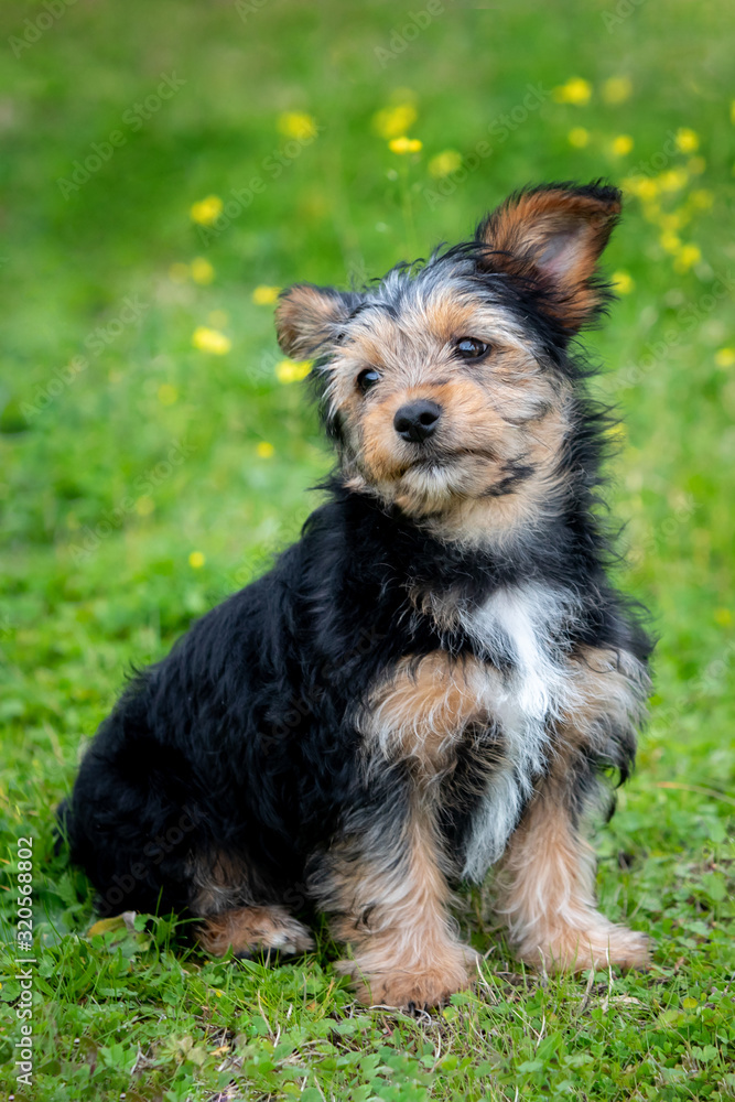 Funny small yorkshire dog Funny small yorkshire dog