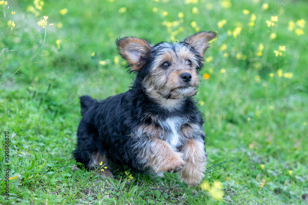Funny small yorkshire dog