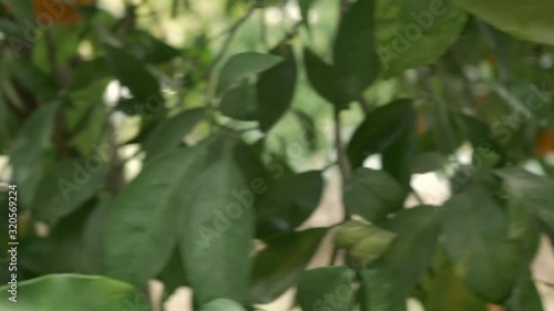 Pan through citrus orchard with Clementines