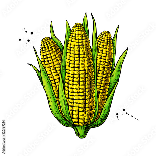 Corn bunch hand drawn vector illustration. Isolated maize sketch. Vegetable object.