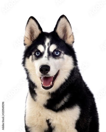 Siberian Huskie with blue eyes