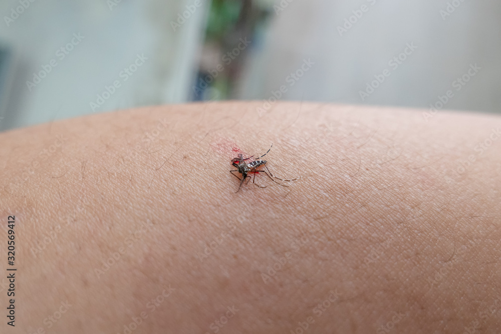 Obraz premium Aedes mosquito with blood and death on skin
