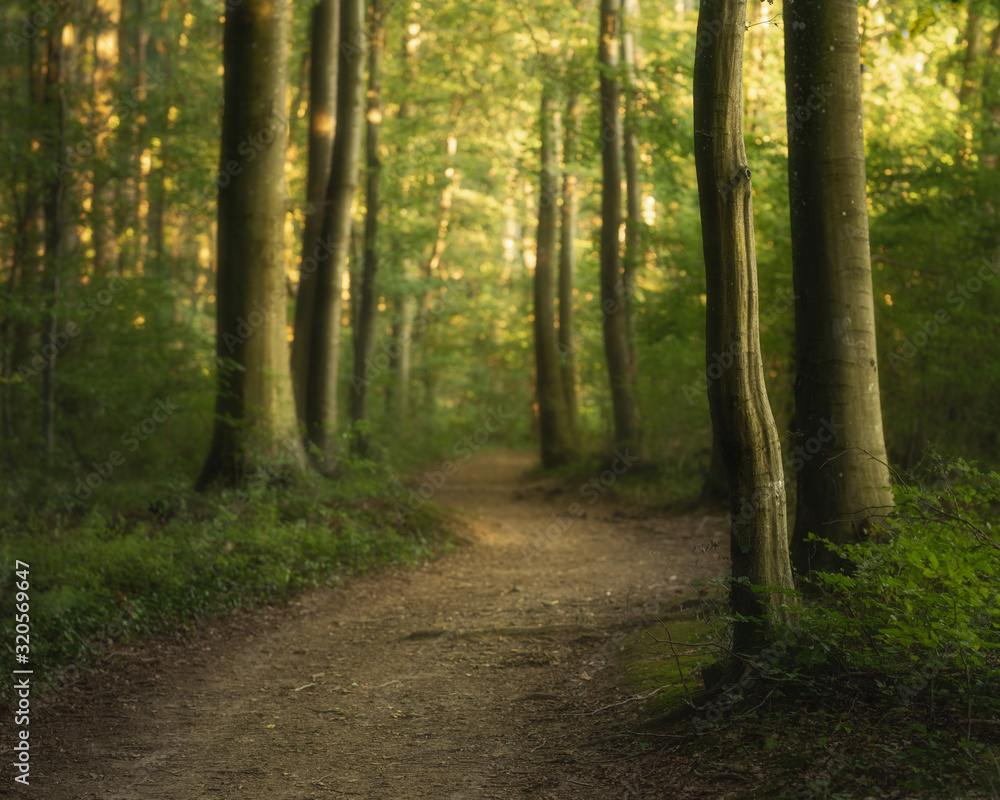 path in the forest