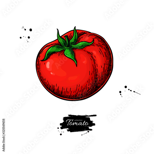 Tomato vector drawing. Isolated tomato and sliced piece. Vegetable illustration.
