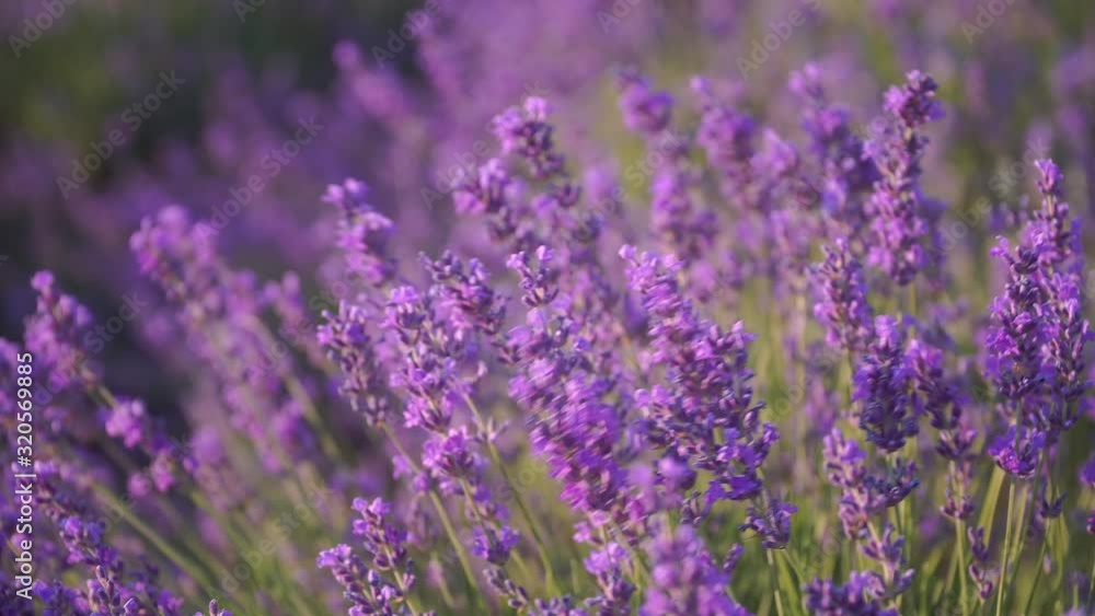 Bush of lavender flower in big meadow. Agriculture and nature scene. Bush of lavender flower in big meadow. Agriculture and nature scene.