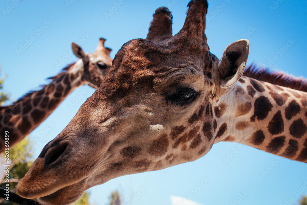Naklejka premium portrait of giraffe
