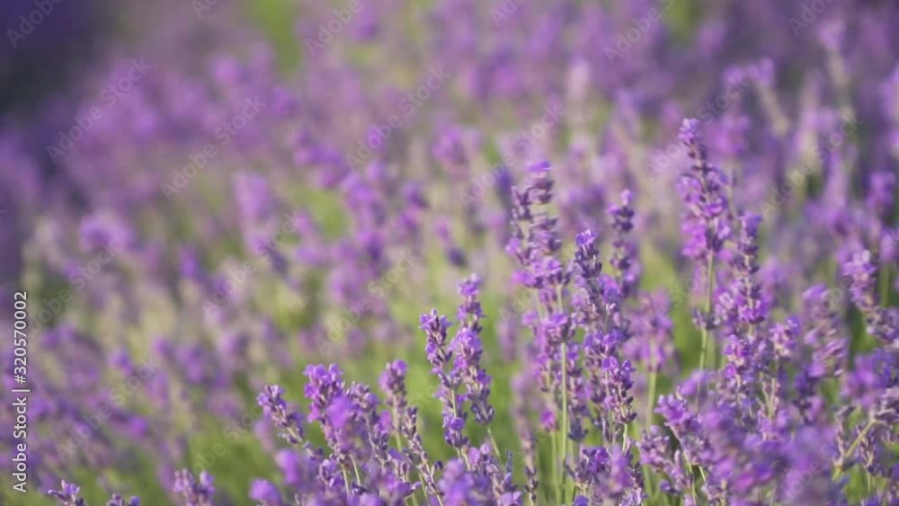 Bush of lavender flower in big meadow. Slow motion, agriculture and nature scene. Bush of lavender flower in big meadow. Slow motion, agriculture and nature scene.