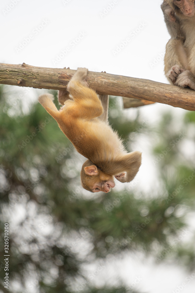 Little monkey playing on the tree