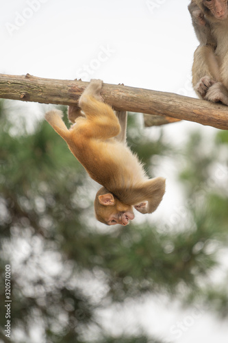 Obraz na płótnie Little monkey playing on the tree w salonie