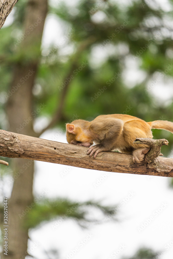 Obraz premium Little monkey playing on the tree