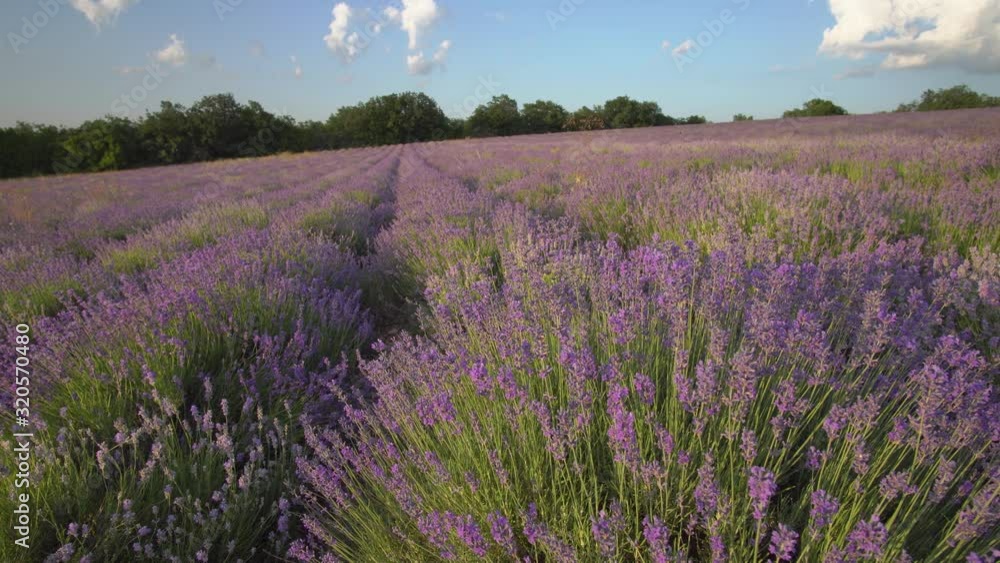 Bush of lavender flower in big meadow. Agriculture and nature scene. Bush of lavender flower in big meadow. Agriculture and nature scene.