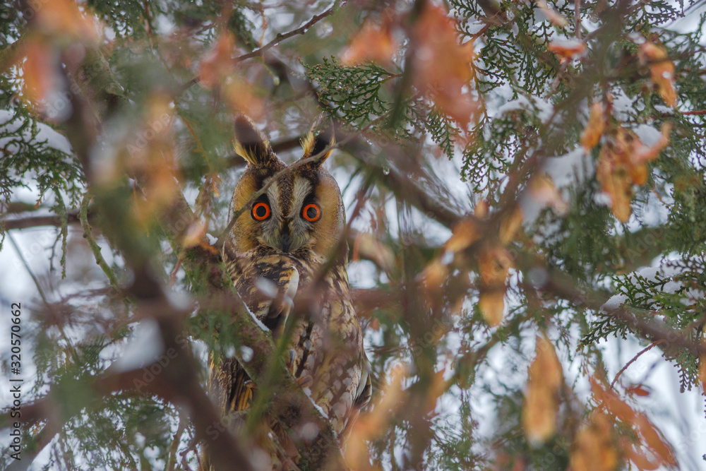 Long-eared owl (Asio otus) portrait hiding in a snowy tree, in cold winter day Long-eared owl (Asio otus) portrait hiding in a snowy tree, in cold winter day