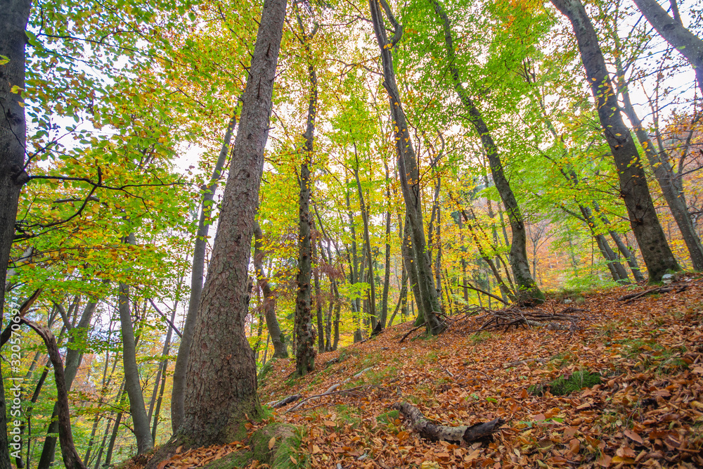 Fototapeta premium Autumn in the forest