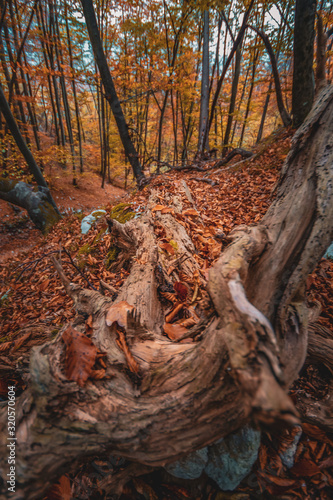 Roots of dead tree