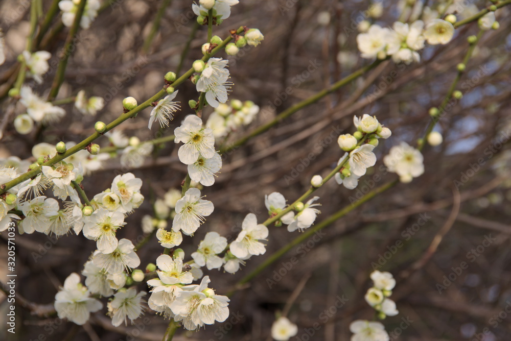 Obraz premium 梅の花（Ume ）