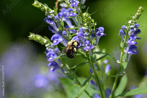 Bumblebee feeding on downy skullcap. The bee is part of 250 species in the genus Bombus, part of Apidae. The skullcap has an arching hooded upper lip and is part of the mint family. photo