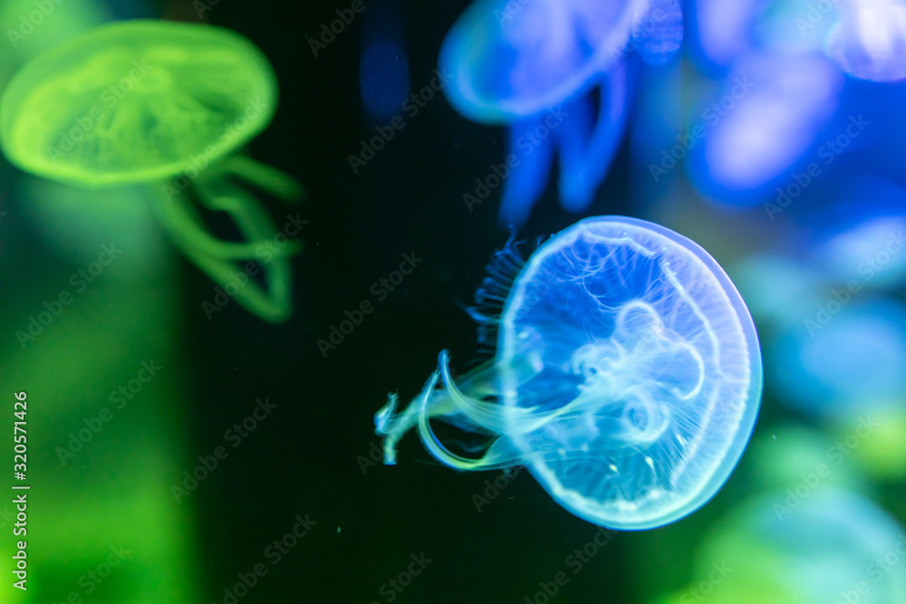 クラゲ, jellyfish クラゲ, jellyfish