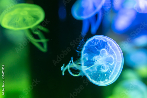 クラゲ, jellyfish