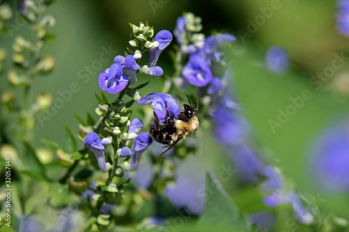 Fototapeta Naklejka Na Ścianę i Meble -  Bumblebee feeding on downy skullcap. The bee is part of 250 species in the genus Bombus, part of Apidae. The skullcap has an arching hooded upper lip and is part of the mint family.
