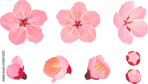 梅の花 開花 つぼみ セット