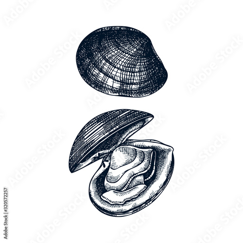 Cooked Atlantic surf clam illustrations. Edible molluscs. Shellfish and seafood restaurant design element. Hand drawn sea clams sketch isolated on white background. 