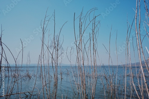 reeds in lake
