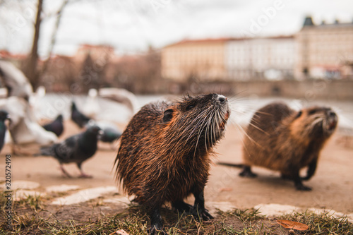beaver