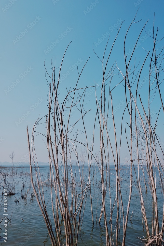 reeds on lake