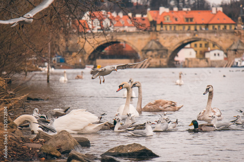 swan